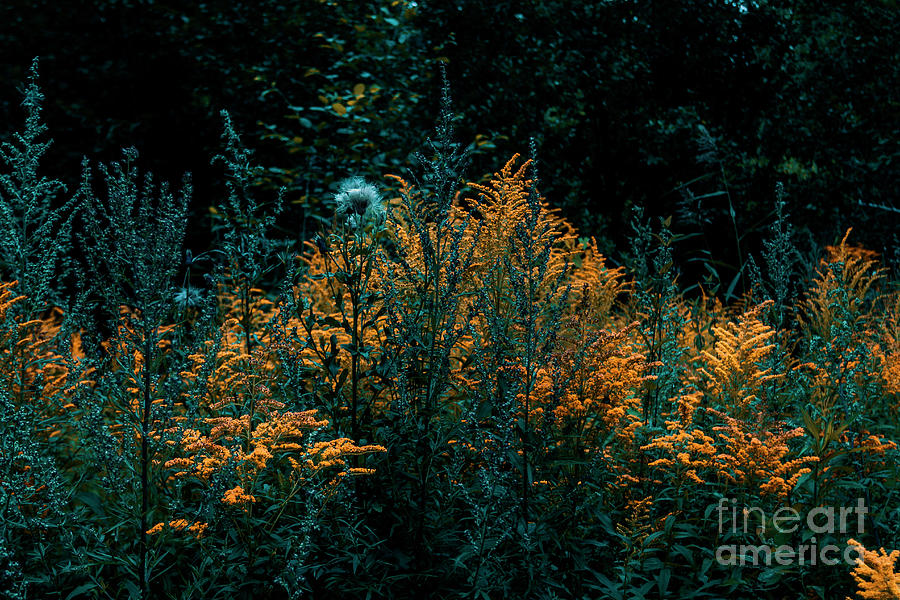 Bushes Of Goldenrods Solidago Photograph by Leo Feodorov / 500px