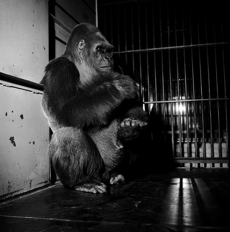 Bushman, The Beloved Gorilla Photograph by Robert Natkin