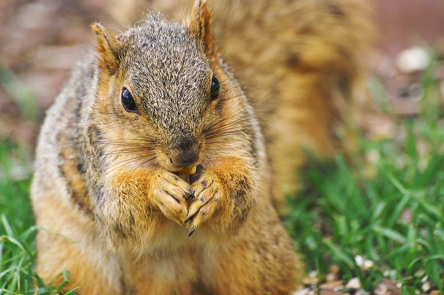 Bushy Fox Squirrel Photograph by Don Northup
