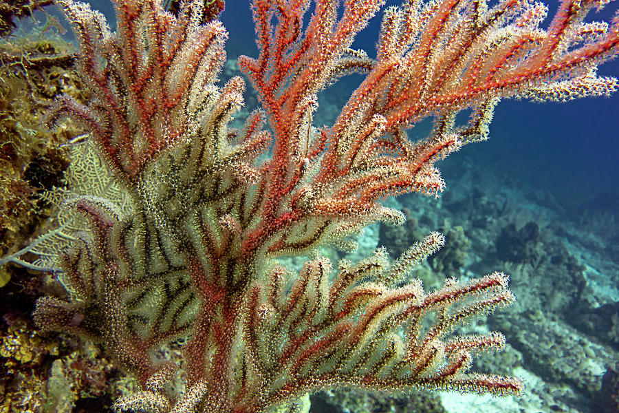 Reef Life Photograph - Bushy Sea Whip by Monique Taree