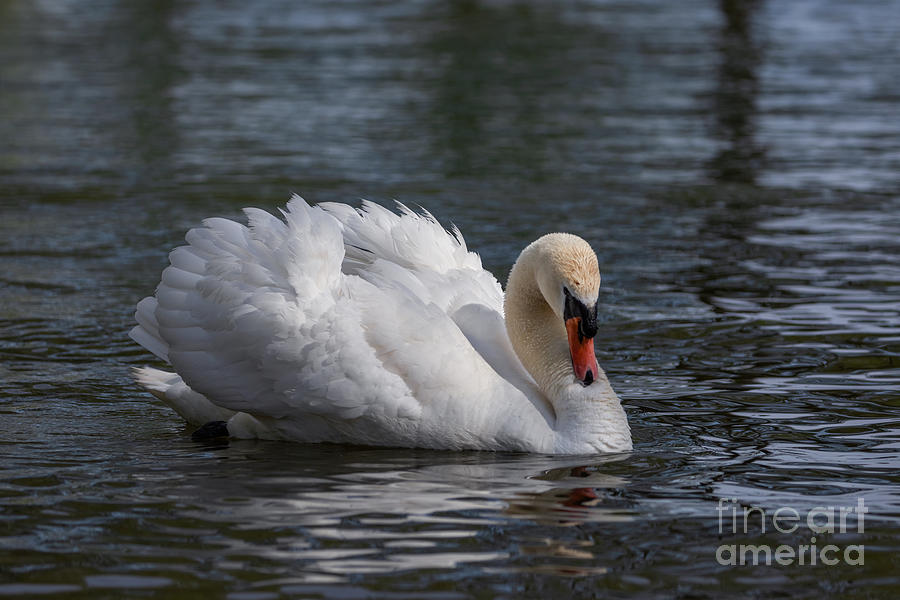 Busking Swan Photograph by Alma Danison