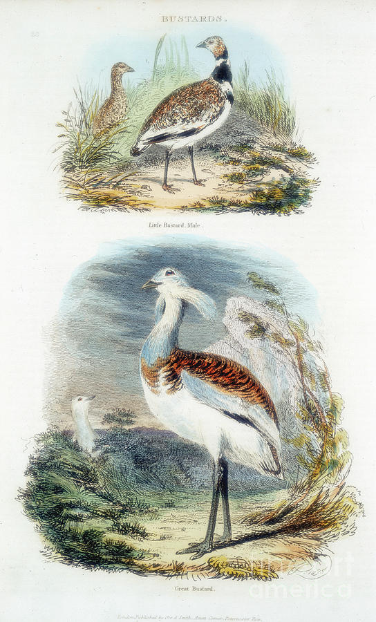 Bustards, 1835 Drawing by Print Collector