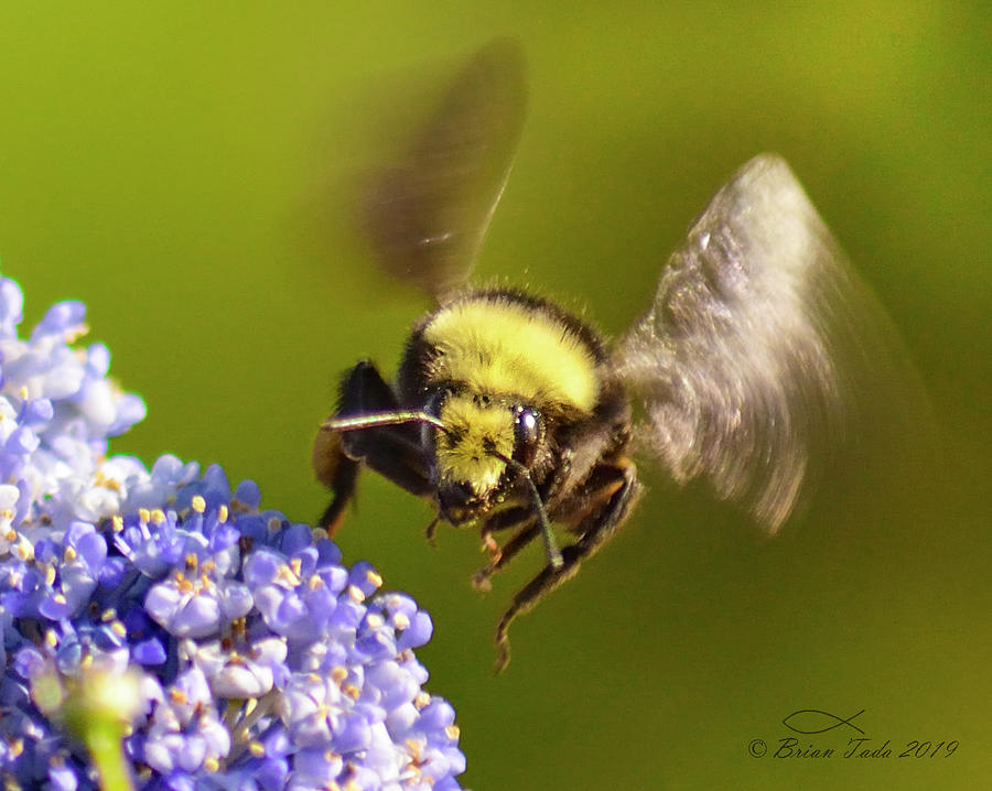 Busy as a Bumblebee Photograph by Brian Tada