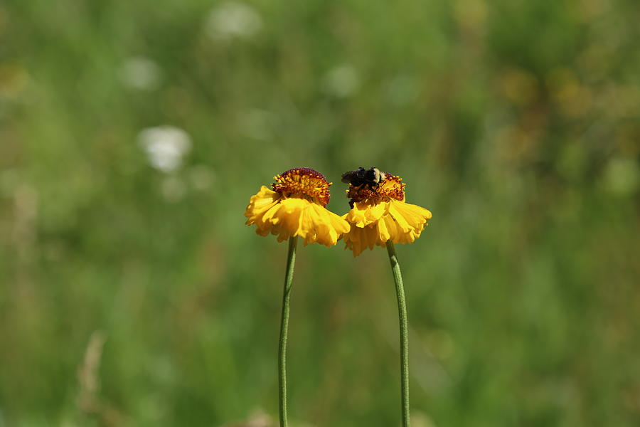 Bee Photograph - Busy Bee by Alina Avanesian Bee Photograph - Busy Bee by Alina Avanesian