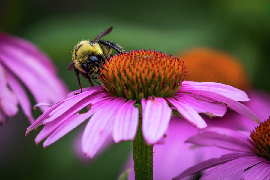 Busy Bee Photograph by Allin Sorenson