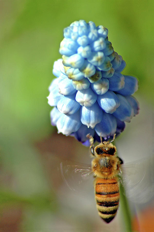 Busy Bee Photograph by @niladri Nath