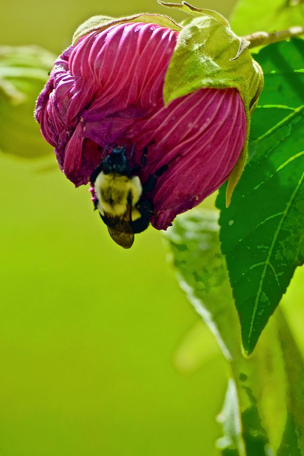 Busy Bee No. 5 Photograph by Debra Grace Addison