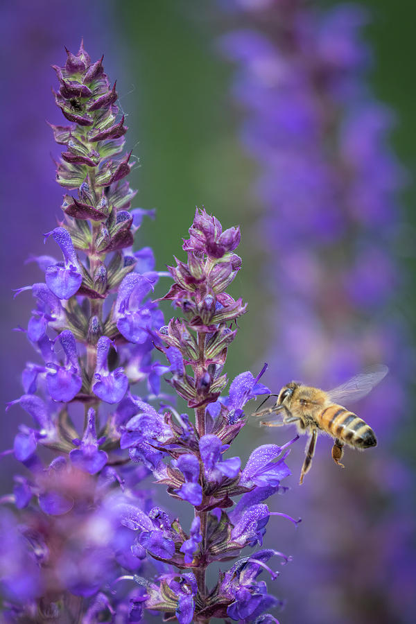 Busy Bee Photograph by Scott Bean