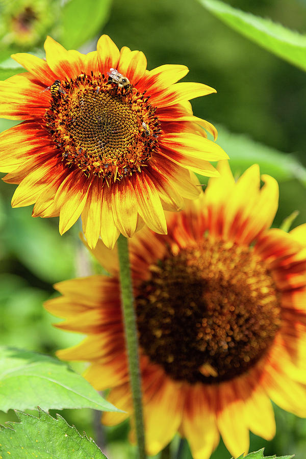 Busy Bee Sunflower Photograph by Dan Carmichael