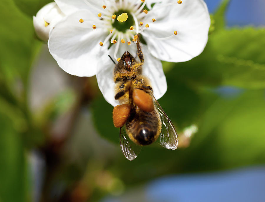 Busy Honey Bee On A Cherry Blossom Photograph by Kerkla