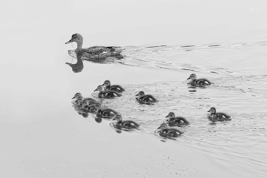 Busy Mom - Mallard Family by KJ Swan Busy Mom - Mallard Family by KJ Swan