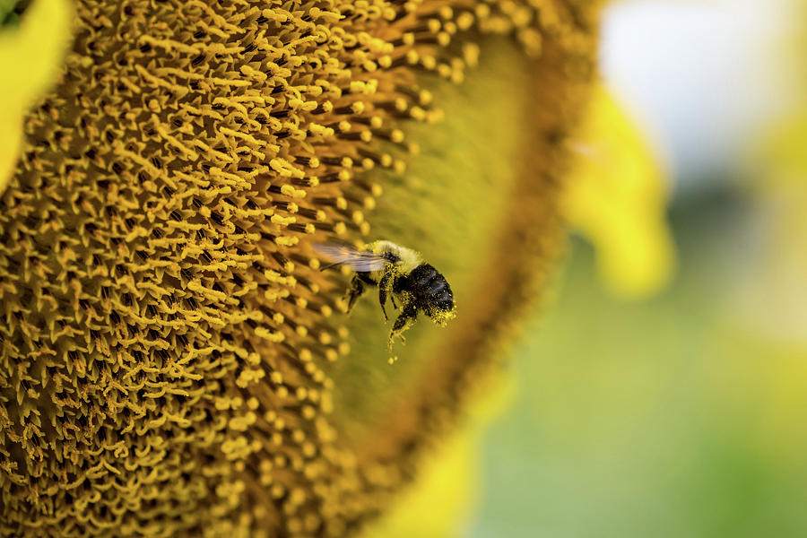 Busy worker Bee. Photograph by Christopher Webb | Fine Art America