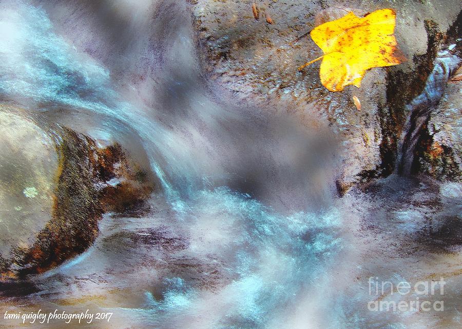 But Memory Is An Autumn Leaf Photograph by Tami Quigley
