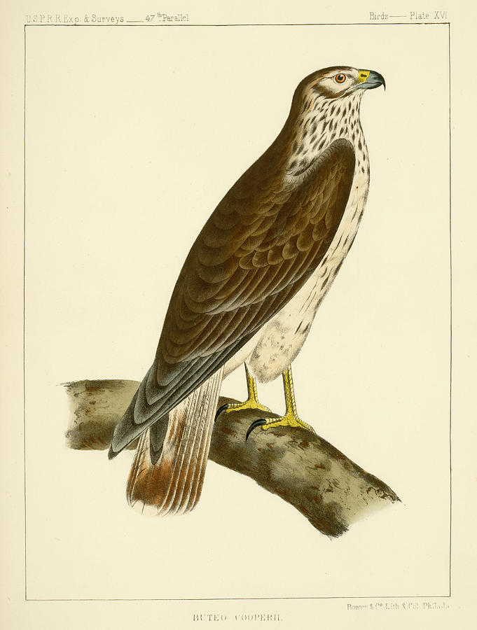 Buteo cooperi Mixed Media by Bowen and Co lith and col Phila