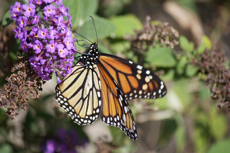 Butterfly Photograph by Phil Jacobson - Fine Art America