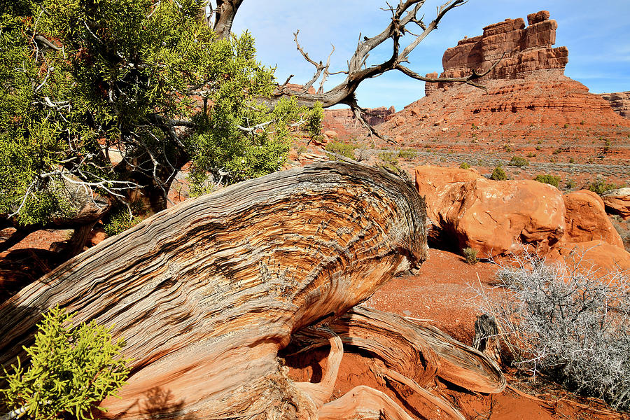 Butte and Juniper Tree in Valley of the Gods in Utah Photograph by Ray Mathis