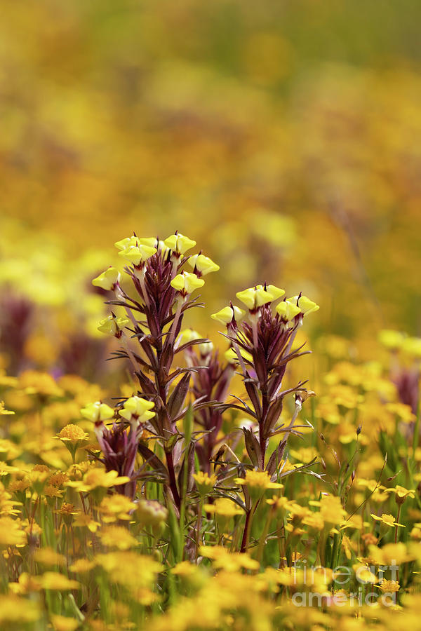 Butter And Eggs Triphysaria Ericantha Photograph By Leia Hewitt Pixels 4184