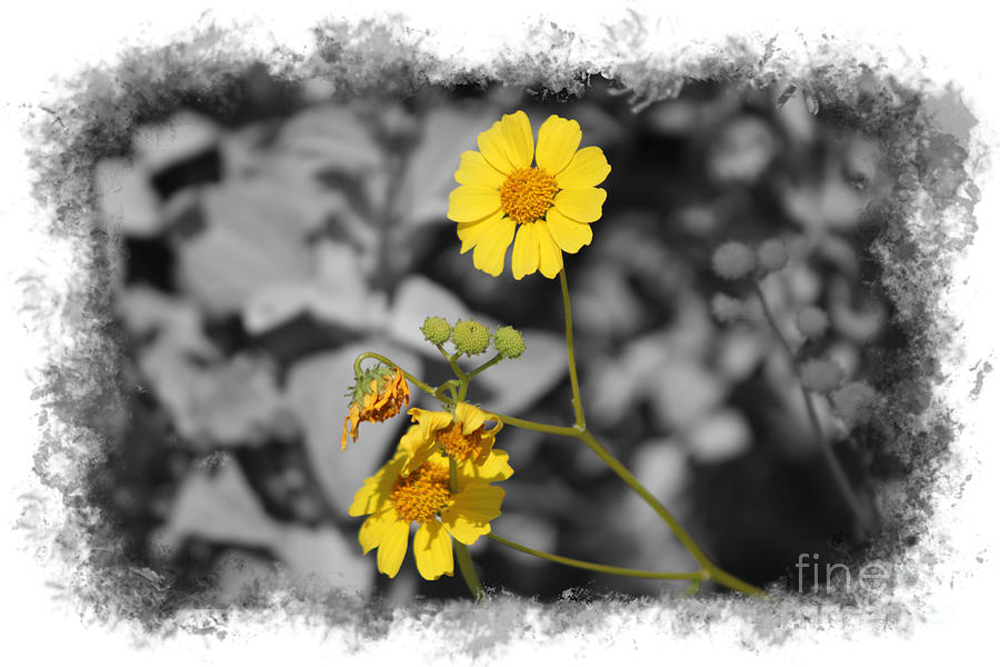 Butter Yellow Brittle Bush On Gray Selective Color Photograph