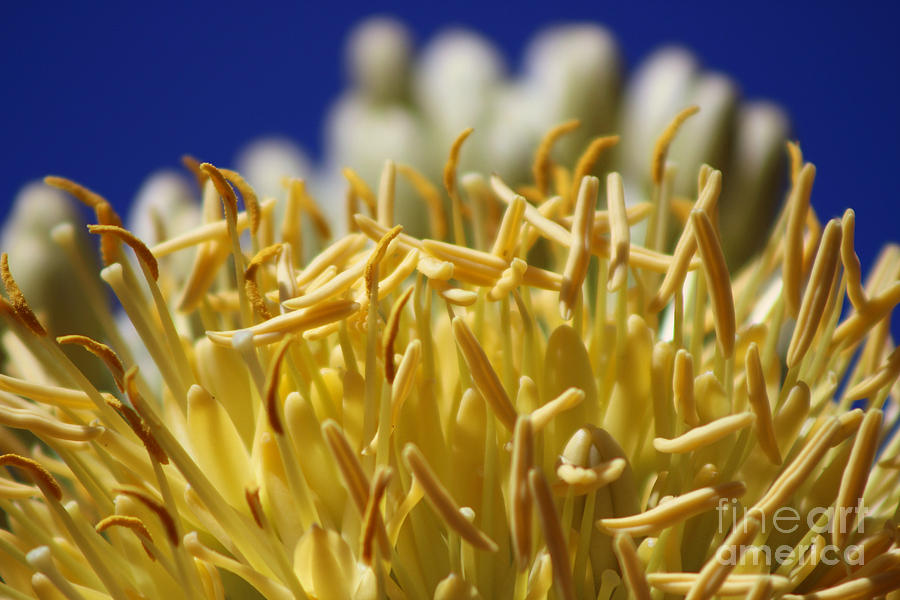 Butter Yellow Stamen of Century Plant on Ocean Blue Photograph by Colleen Cornelius