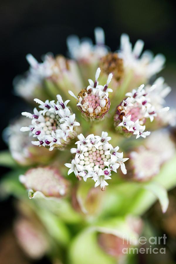 Flower Photograph - Butterbur (petasites Paradoxus) by Dr Keith Wheeler/science Photo Library