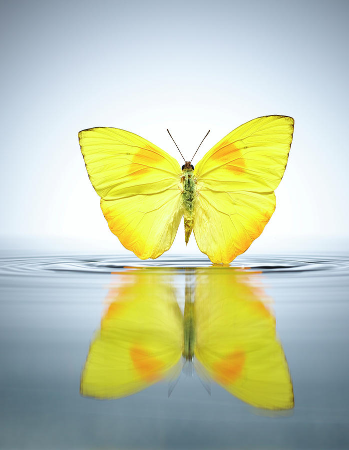 Buttercup Butterfly In A Pool Of Water Photograph by Chris Stein