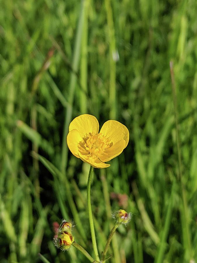 Buttercup Face by Abbie Shores Buttercup Face by Abbie Shores
