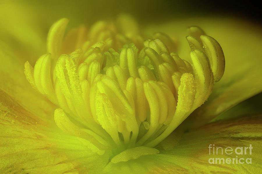 Buttercup Flower Reproductive Parts Photograph by Karl Gaff / Science ...