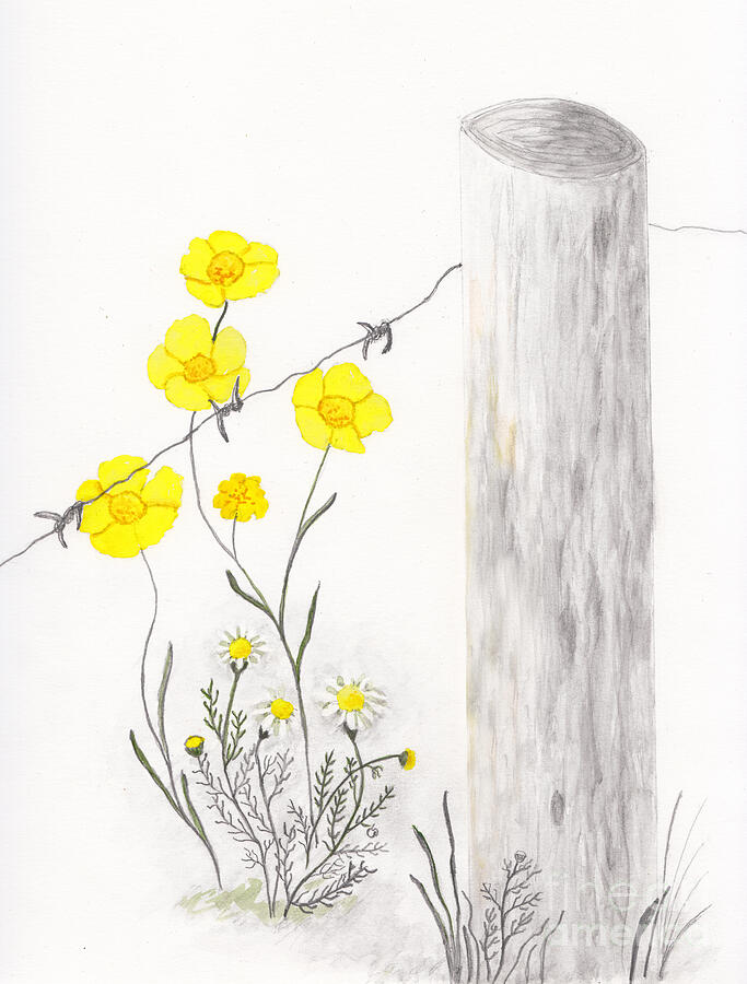 Buttercups and Chamomile by Fence Drawing by Conni Schaftenaar