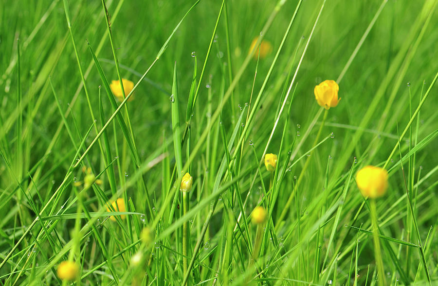 Buttercups Dewdrops Long Meadow Grasses Photograph by Kathy Collins