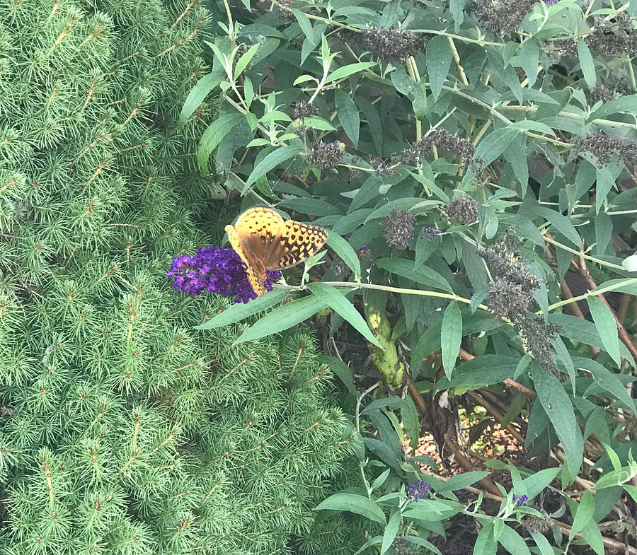 Butterflies 3 Photograph by Amy-Elizabeth Toomey - Fine Art America