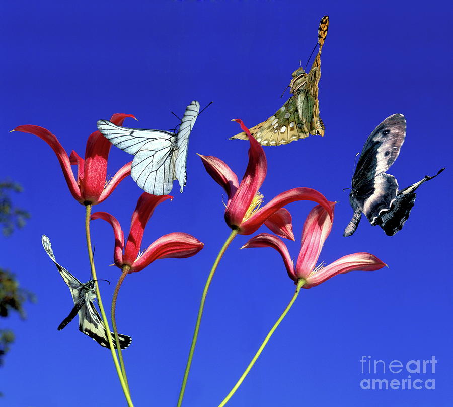 Butterflies Above Flowers Photograph by Dr. John Brackenbury/science Photo Library