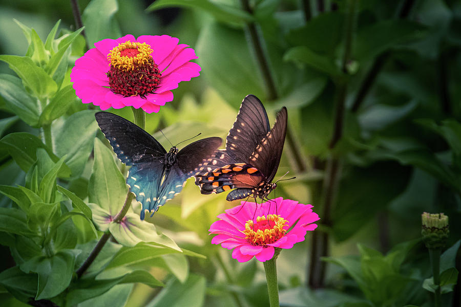 Butterflies Photograph by Allin Sorenson