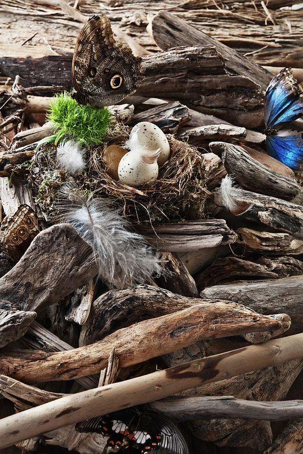 Butterflies And A Birds Nest With Eggs Amongst The Branches And Bits Of Wood Photograph by Atelier Hmmerle