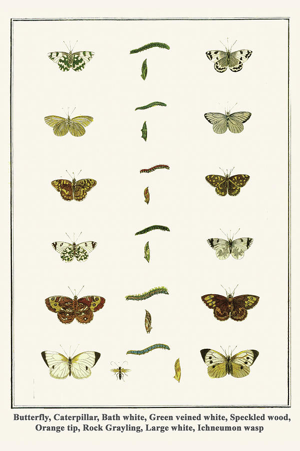 Butterflies and Caterpillars along with the Ichneumon wasp Painting by Albertus Seba