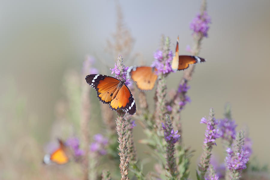 Butterflies And Flowers ... Photograph by Natalia Rublina