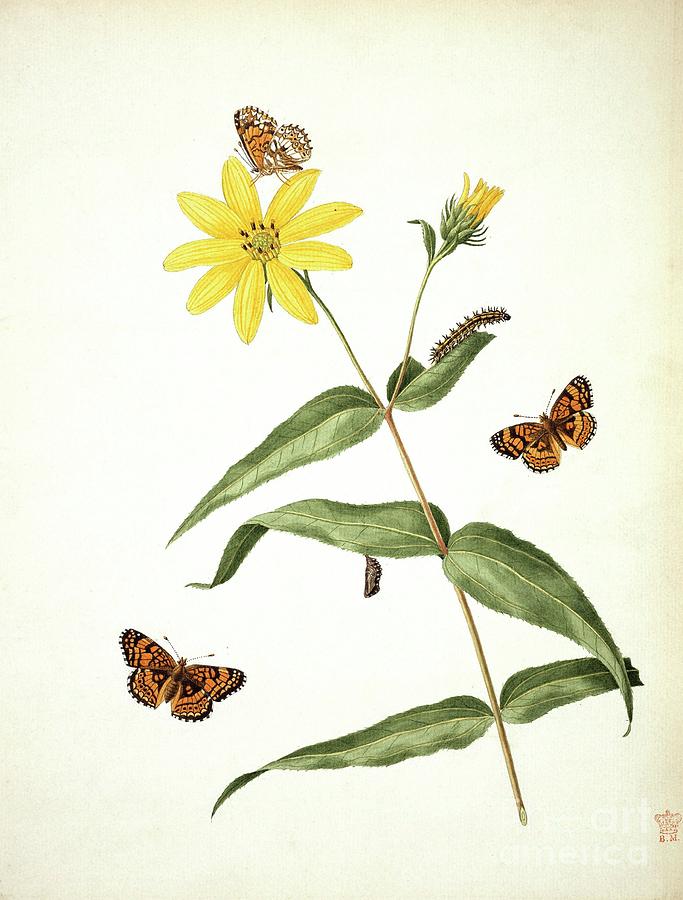Butterflies And Sunflower Photograph by Natural History Museum, London/science Photo Library