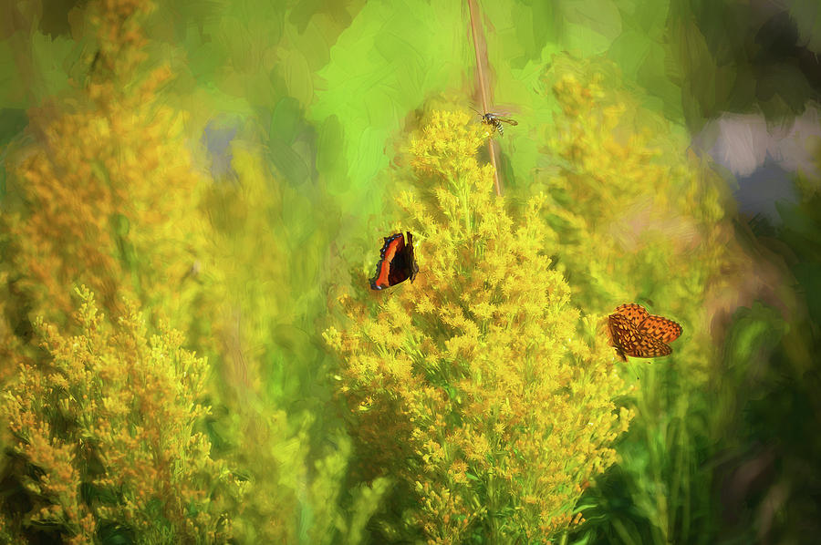 Butterflies and Wild Goldenrod Photograph by Rich Franco