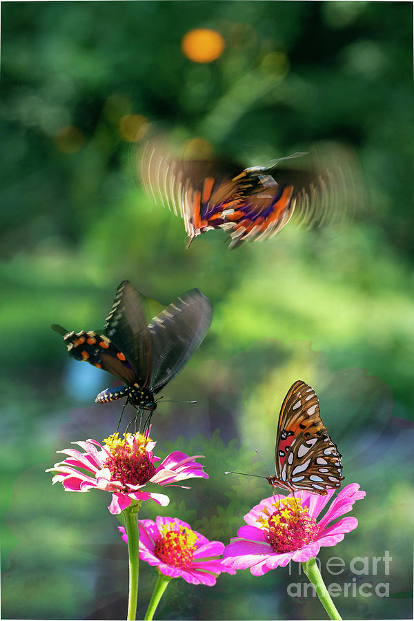 Butterflies Digital Art by Anthony Ellis