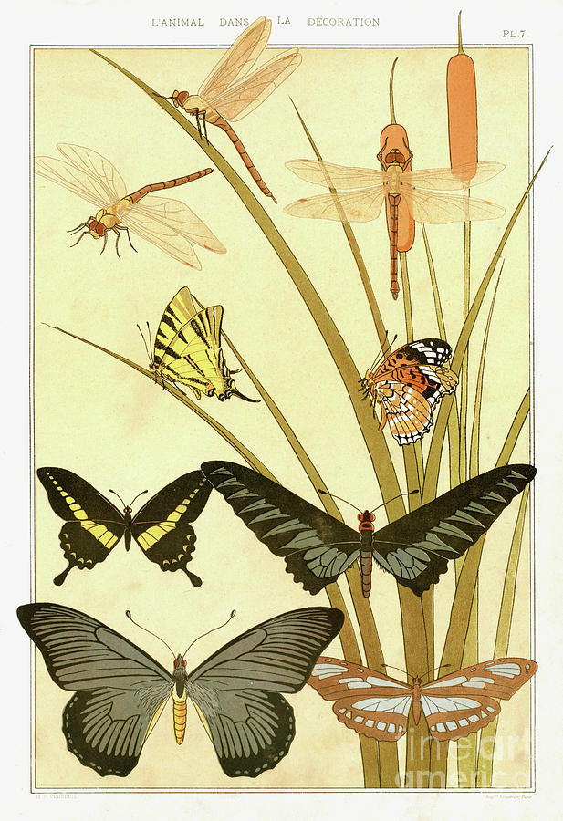 Butterflies by Maurice Pillard Verneuil Drawing by Maurice Pillard Verneuil