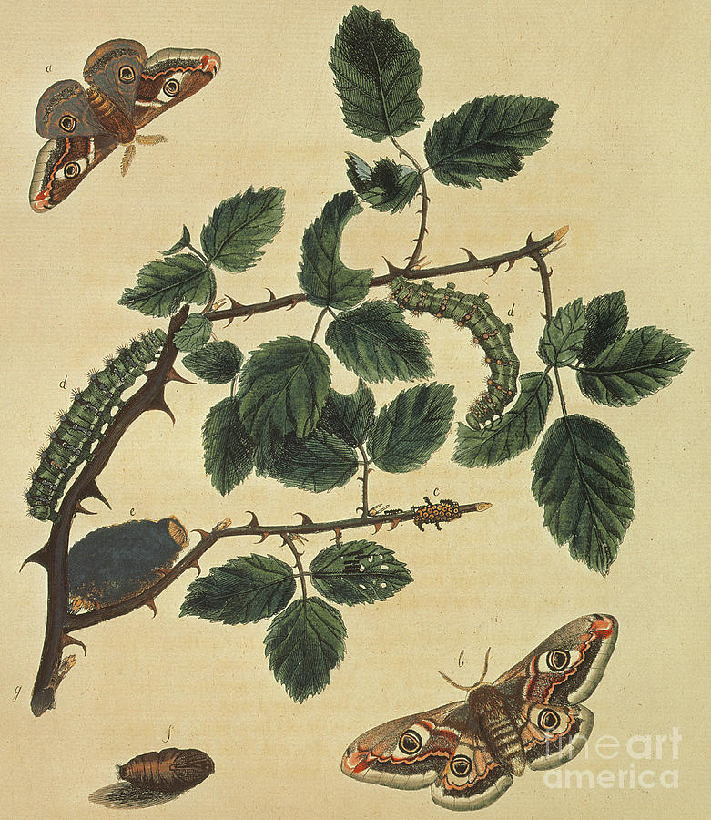 Butterflies, Caterpillars and Plants Plate 1 Painting by J Dutfield