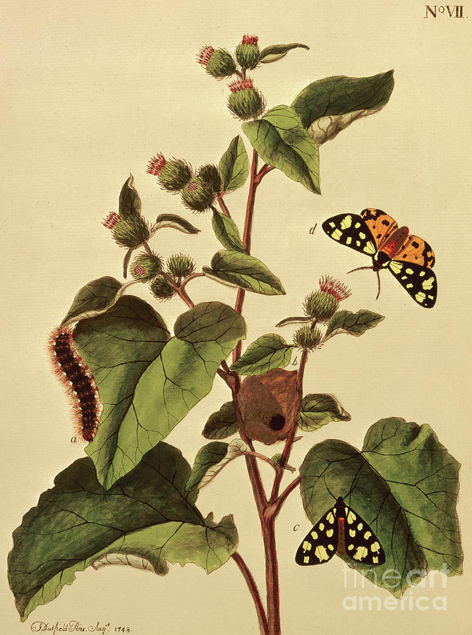 Butterflies, Caterpillars and Plants  Plate VII Painting by J Dutfield