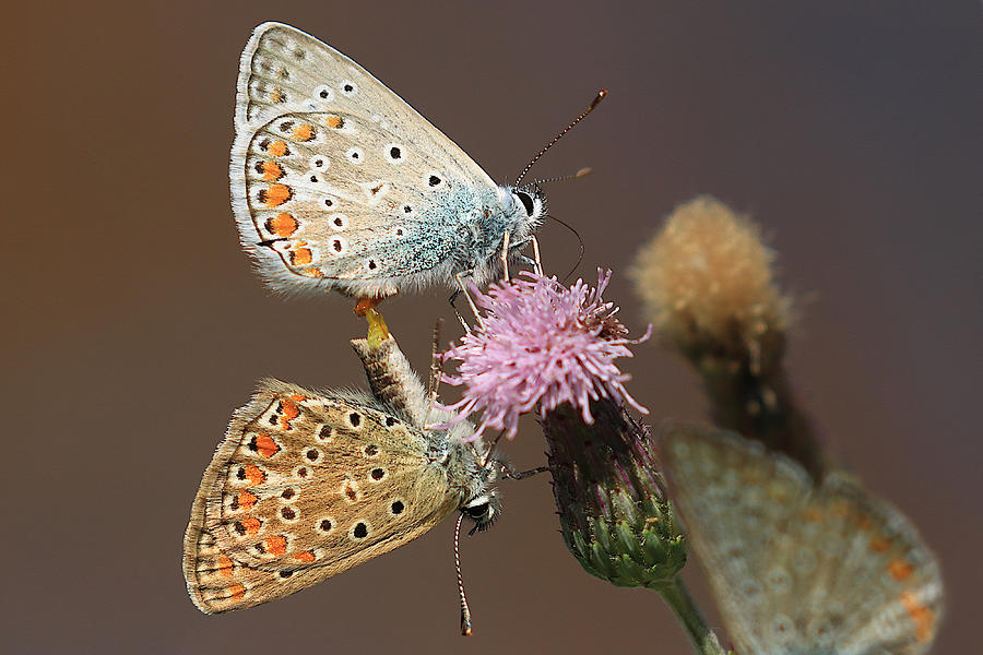 Animal Photograph - Butterflies Copulation by Simun Ascic