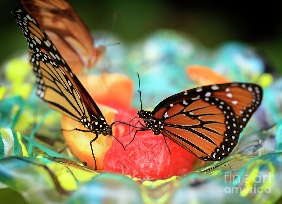 Butterfly Photograph - Butterflies Dining Out by John Rizzuto