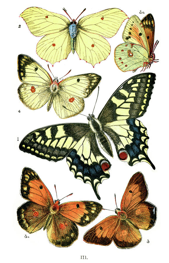 Butterfly Digital Art - Butterflies by Duncan1890