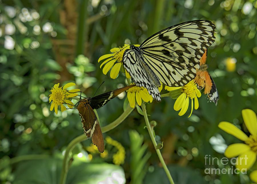 Butterflies Digital Art by Elijah Knight
