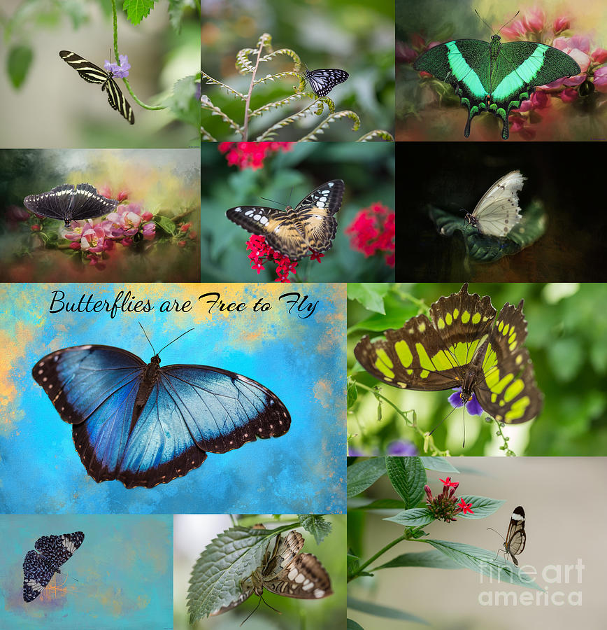 Butterfly Mixed Media - Butterflies by Eva Lechner