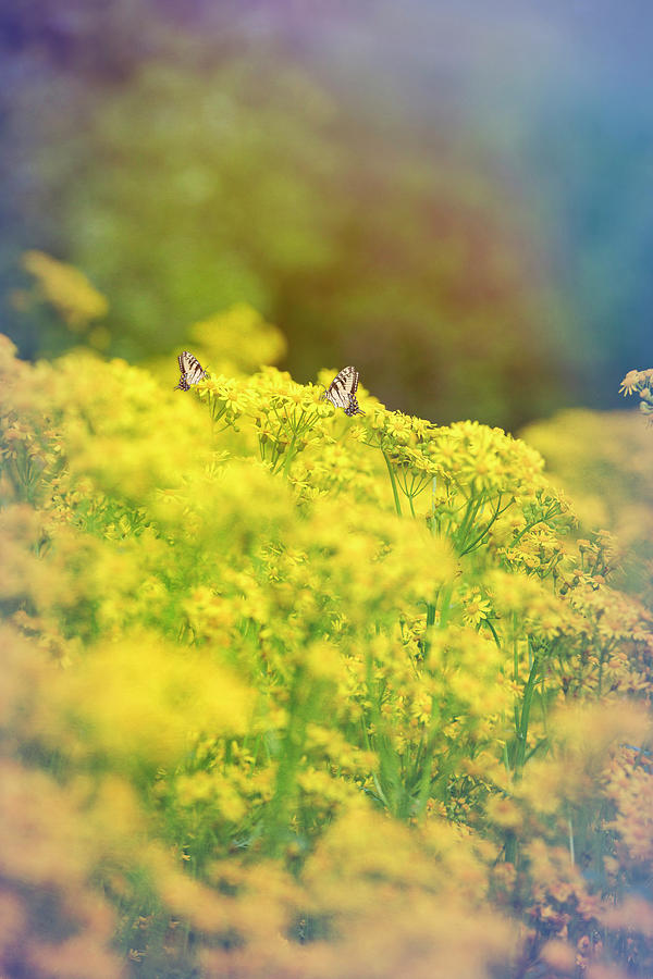 Butterflies in a Field of Yellow Photograph by Deborah Penland