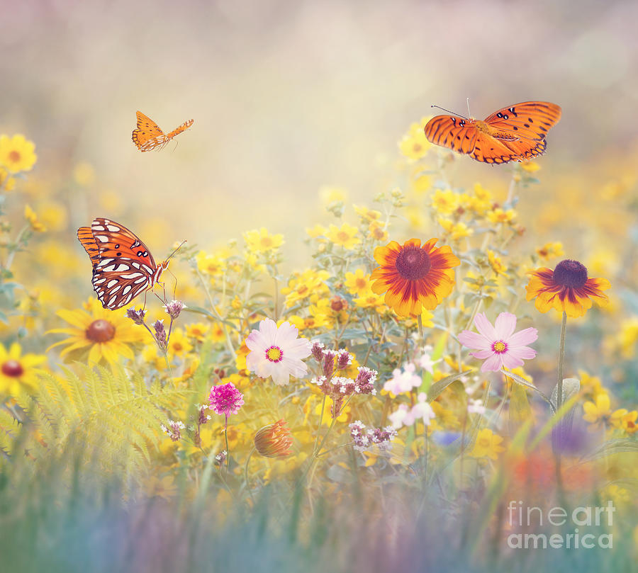 Butterflies in a meadow Photograph by Svetlana Foote - Pixels