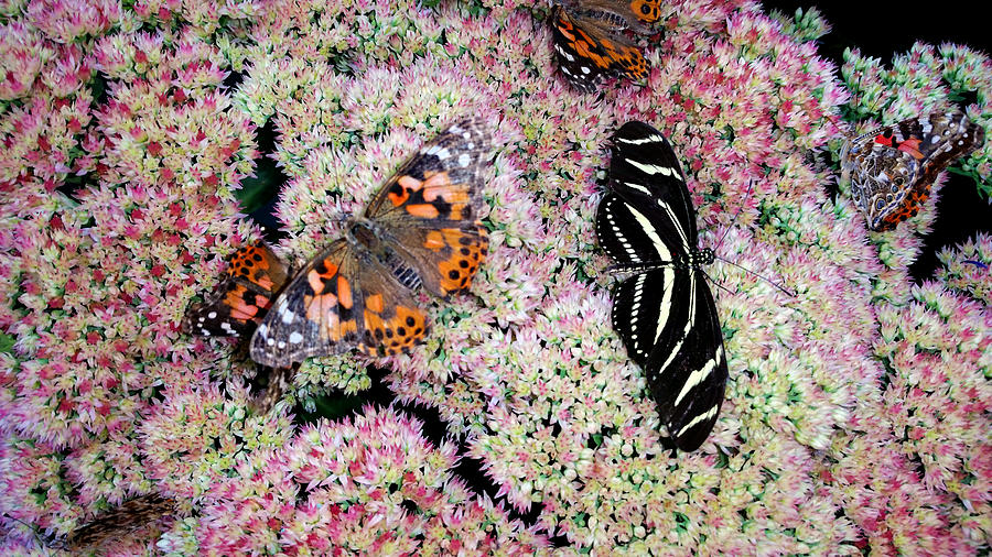 Butterflies in the Garden  Photograph by Ally White