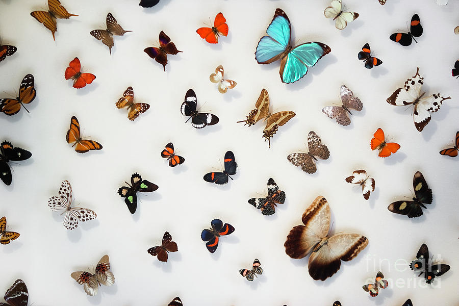 Butterflies Photograph by Juan Silva